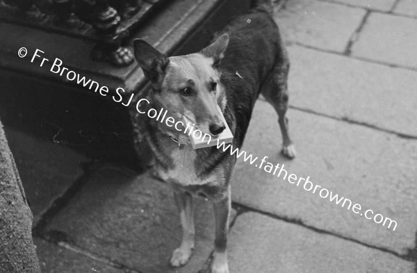 ALSATIAN DOG WITH CIGARETTES